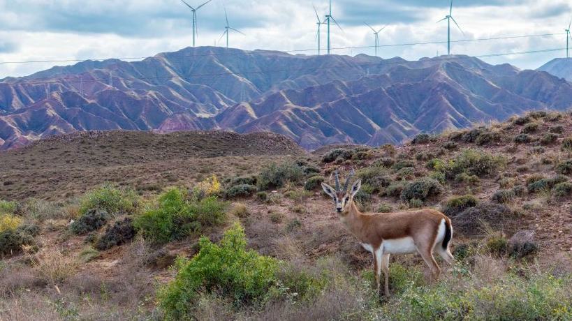 Population of goitered gazelle grows as ecological environment improves in Ningxia's nature reserve