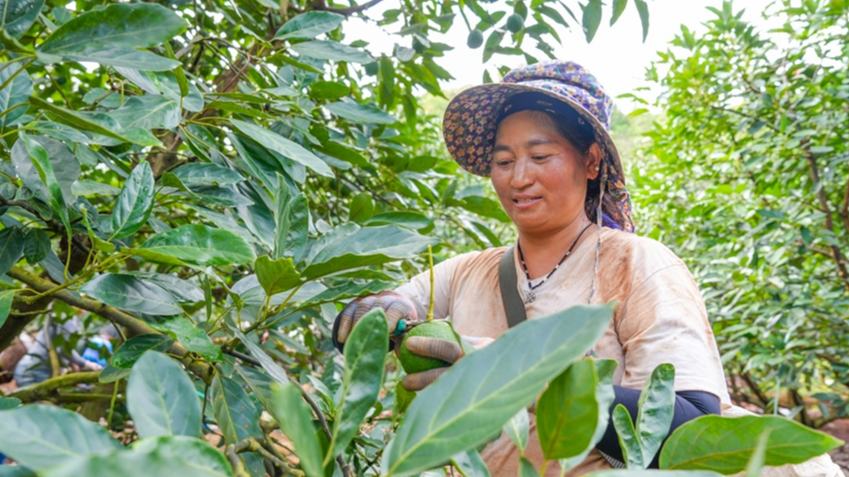 Bumper avocado harvest in Yunnan's Menglian expected to replace 15 percent of imports