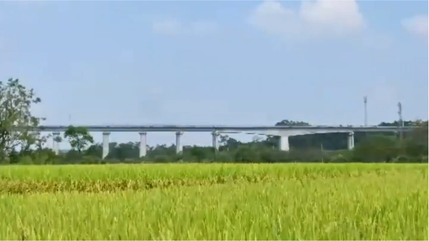 Rice paddies ripen in Nanning, S China's Guangxi