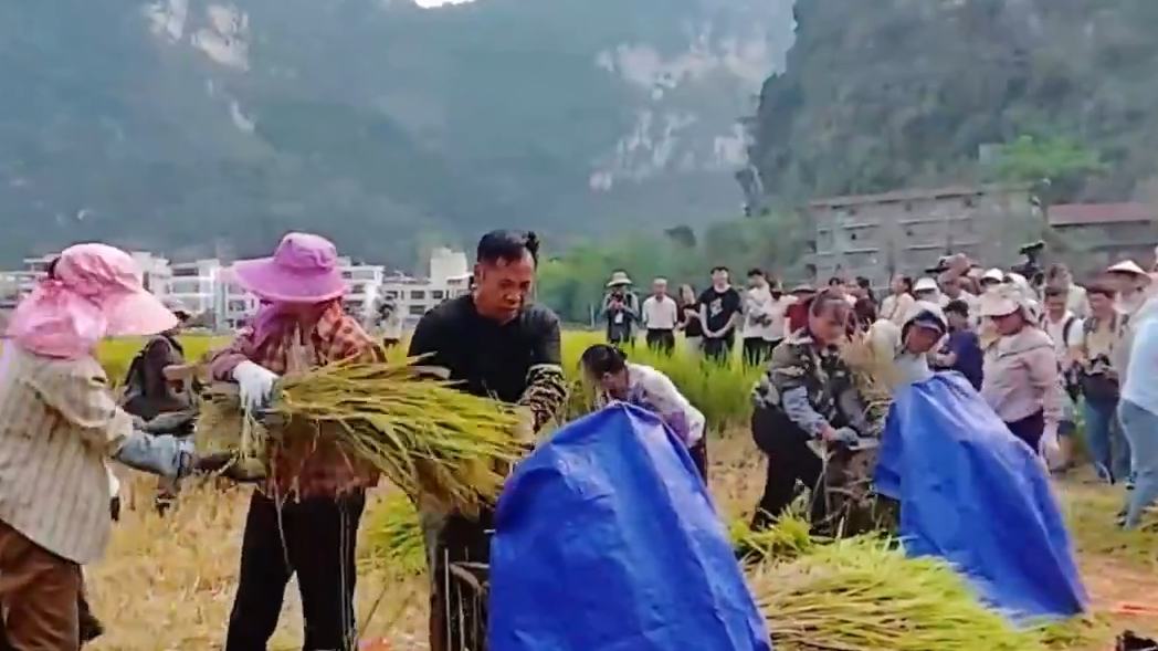 Farmers compete in rice-cutting, threshing contest in S China's Guangxi
