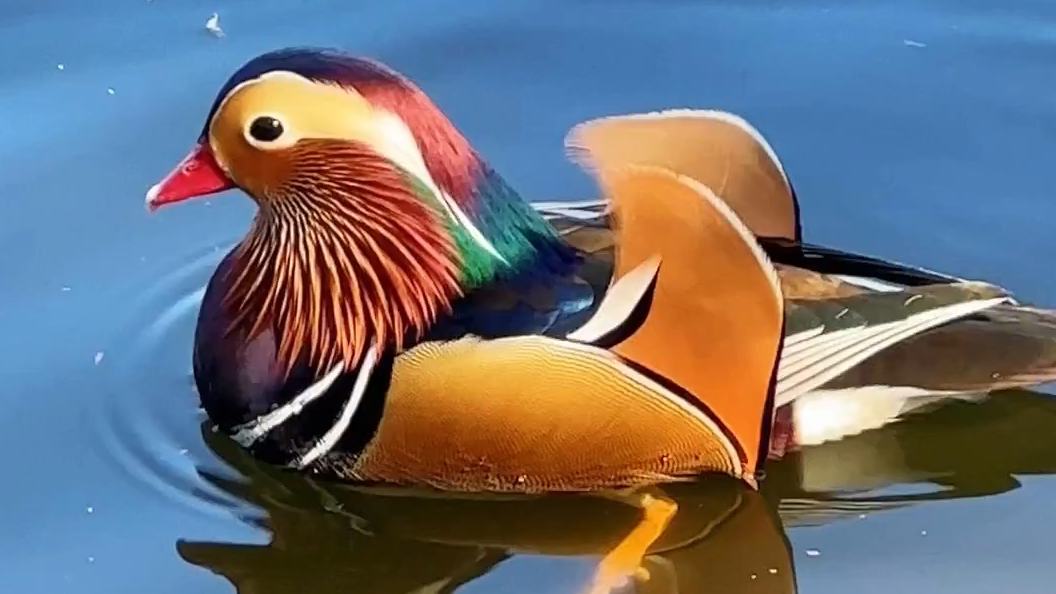 Mandarin ducks paddle across water at China National Botanical Garden