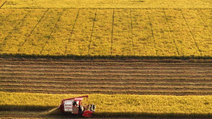 Rice harvested in China's Hunan