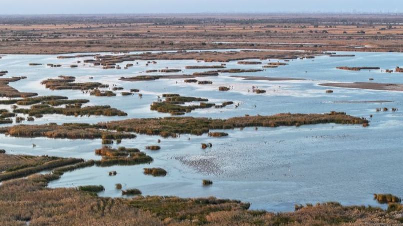 Yellow River Delta National Nature Reserve in Dongying City, China's Shandong