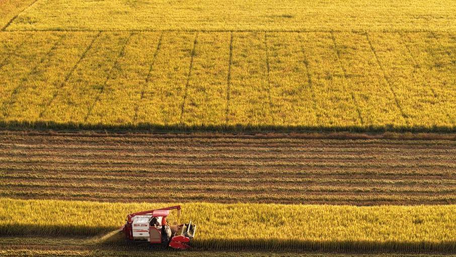 Rice harvested in China's Hunan
