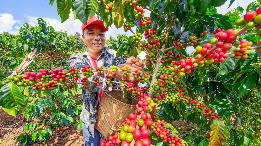 Coffee harvest in full swing in Menglian, southwest China's Yunnan