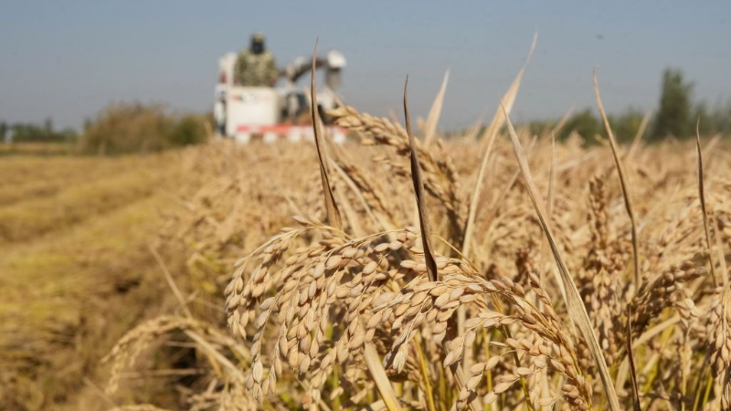 Autumn harvest enters final stage in Hebei