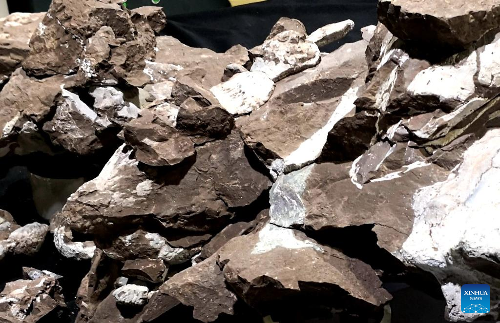Hallados fósiles de una nueva especie de dinosaurio blindado en el este de China