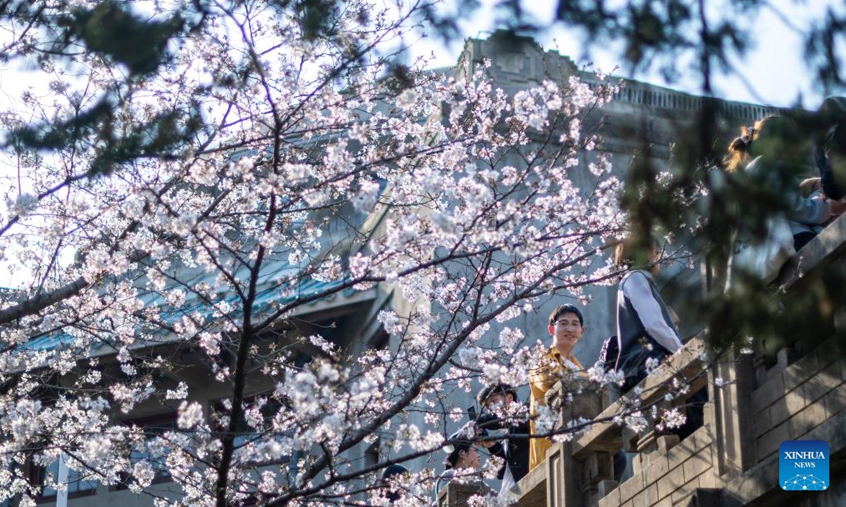 People enjoy cherry blossoms at Wuhan University in Wuhan, capital of central China's Hubei Province, March 22, 2025.   (Photo: Xinhua)