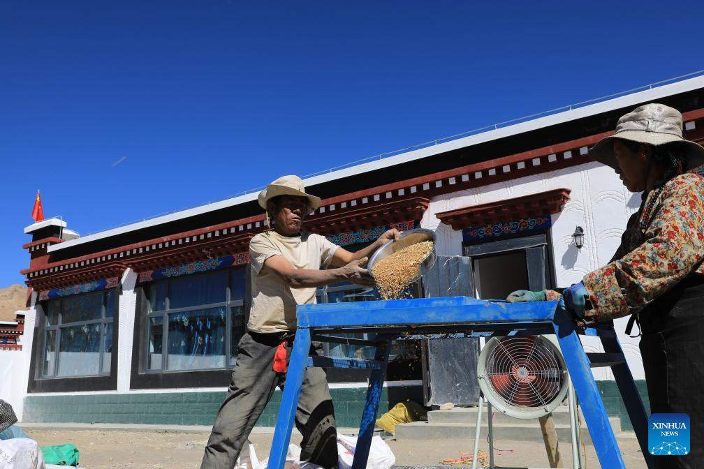 24 اکتوبر 2025، جنوب مغربی چین کے خوداختیار علاقے شی زانگ کے شہر شی گازے کے گاؤں ٹسوآ نگ میں دیہاتی اپنے نئے گھر کے صحن میں سطحِ مرتفع کے جو ، کی چھٹائی کر رہے ہیں (شنہوا /چھین شیاوجون)